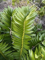 Encephalartos altensteinii