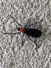 Plecia americana