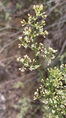 Galium ephedroides