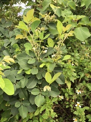 Dendrolobium umbellatum
