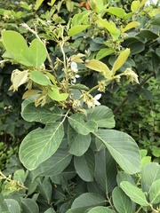 Dendrolobium umbellatum