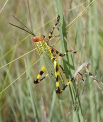 Zoniopoda tarsata