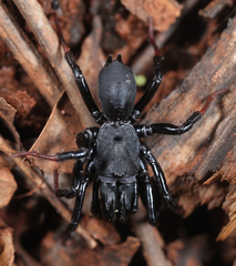 Sphodros atlanticus
