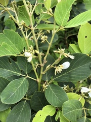 Dendrolobium umbellatum