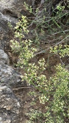 Galium ephedroides