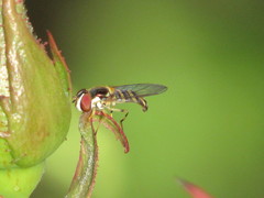 Allograpta obliqua