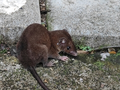 Monodelphis adusta