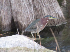 Butorides virescens image