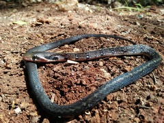 Coelognathus flavolineatus