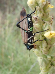 Scaphura elegans