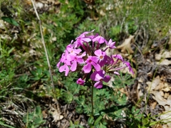 Phlox ovata