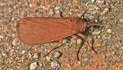 Virbia rubicundaria