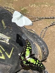 Graphium tynderaeus