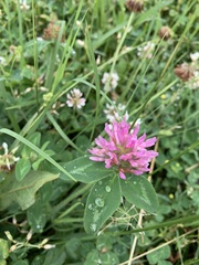Trifolium pratense