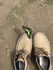 Graphium tynderaeus