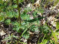 Phlox ovata