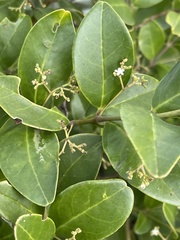 Cassinopsis tinifolia