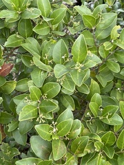 Cassinopsis tinifolia