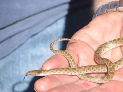 Hypsiglena ochrorhynchus