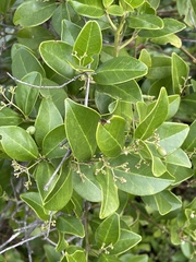 Cassinopsis tinifolia