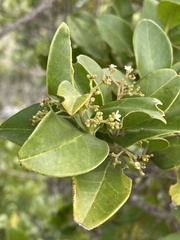Cassinopsis tinifolia