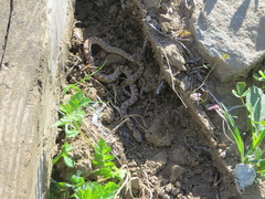 Hypsiglena ochrorhynchus