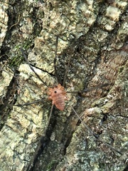 Leiobunum calcar
