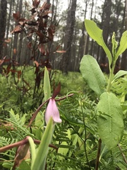 Cleistesiopsis divaricata