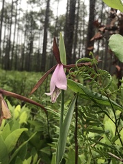Cleistesiopsis divaricata