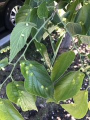 Pachypsylla celtidismamma