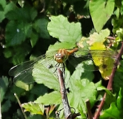 Sympetrum meridionale