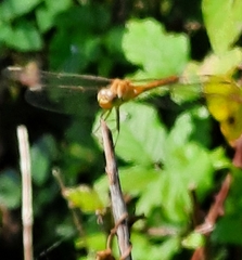 Sympetrum meridionale