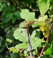 Sympetrum meridionale