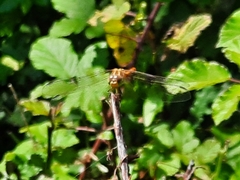 Sympetrum meridionale