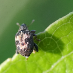 Tachyerges ephippiatus