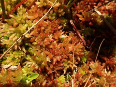 Sphagnum medium
