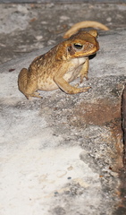 Rhinella marina