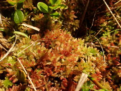 Sphagnum medium