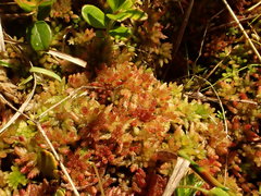 Sphagnum medium