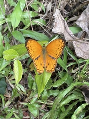 Lachnoptera anticlia