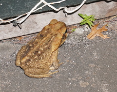 Rhinella marina