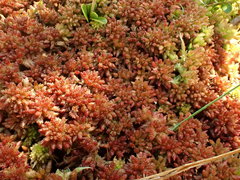Sphagnum medium