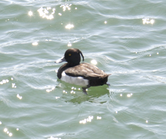 Aythya fuligula