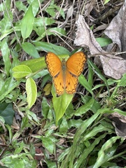 Lachnoptera anticlia