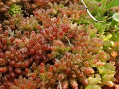 Sphagnum medium