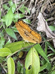 Lachnoptera anticlia