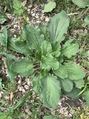 Plantago major