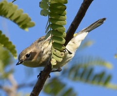 Setophaga coronata coronata