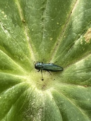 Agrilus sulcicollis