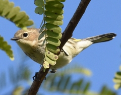 Setophaga coronata coronata